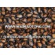 Black Watermelon Seeds with good quality and best price