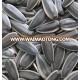 sunflower seeds 363