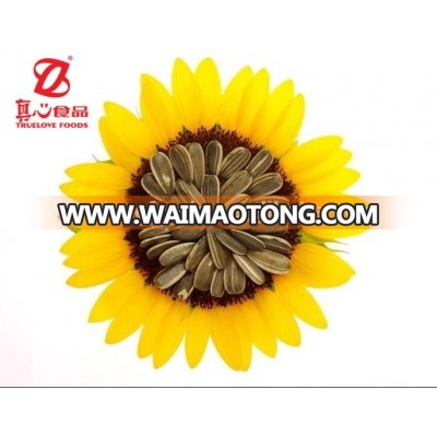 Chinese Long Shape 5009 Sunflower Seeds